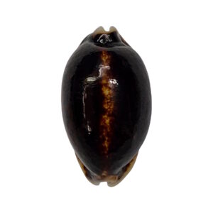 BC006 Mauritia eglantina - niger and rostrate