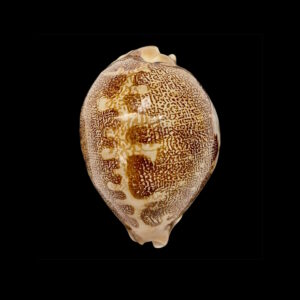 BC007 Leporycypraea mappa geographica f. 'valentia'