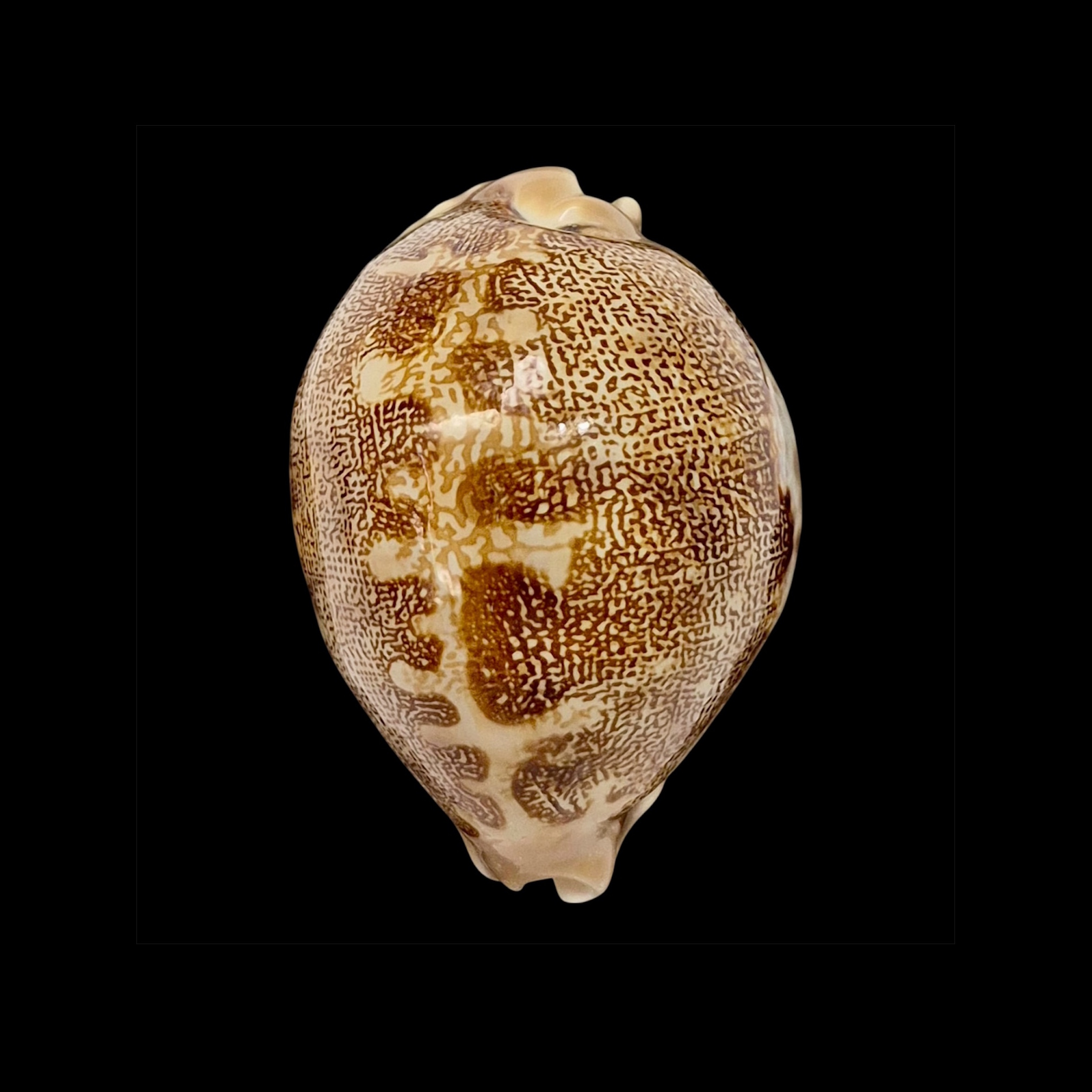 BC007 Leporycypraea mappa geographica f. 'valentia'