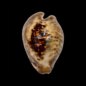 BC008  Barycypraea teulerei - A BEAUTY