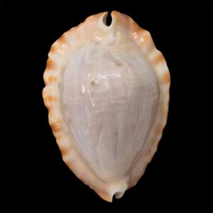 BC46 Zoila ketyana hypermarginata BIG SHELL