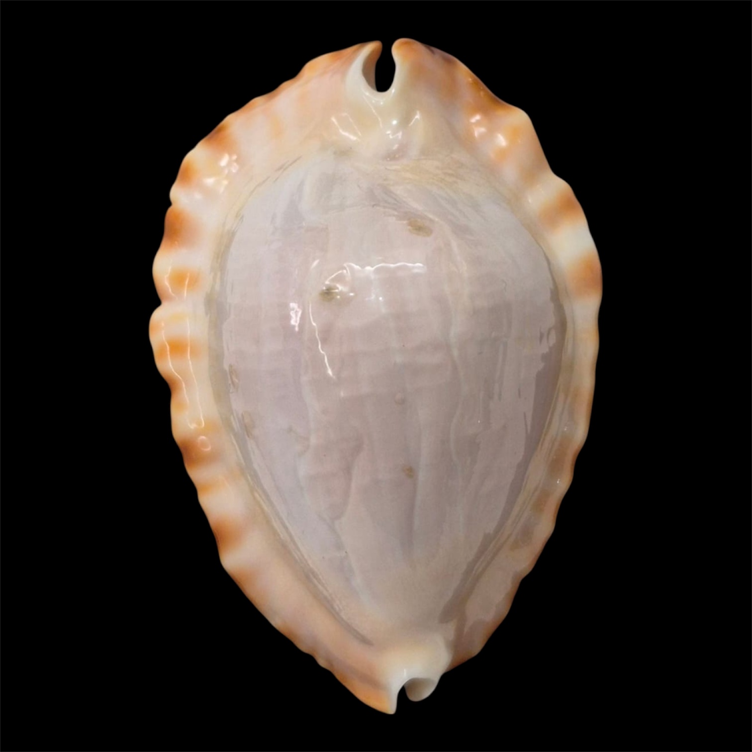 BC46 Zoila ketyana hypermarginata BIG SHELL