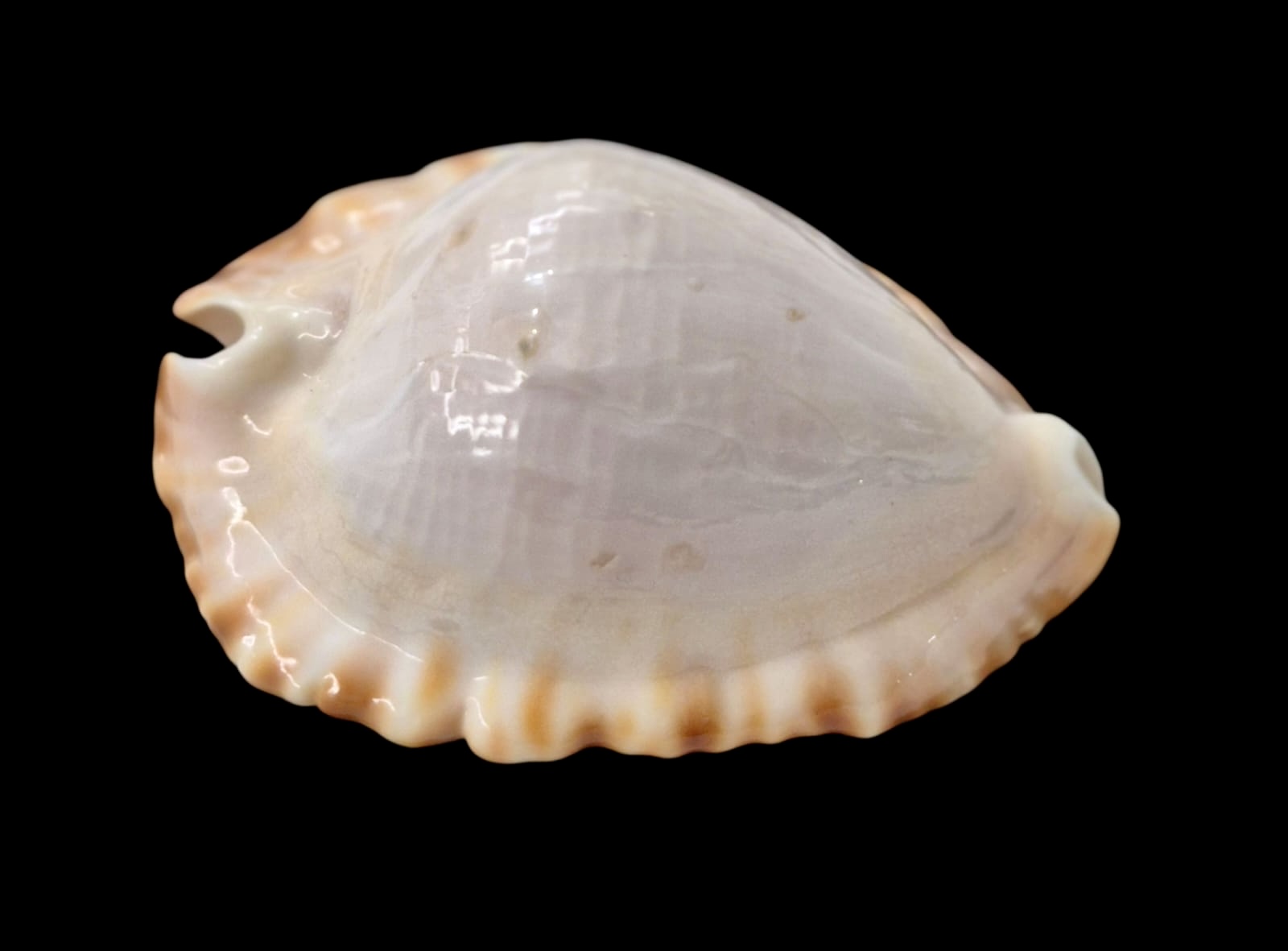 BC46 Zoila ketyana hypermarginata BIG SHELL - Image 2