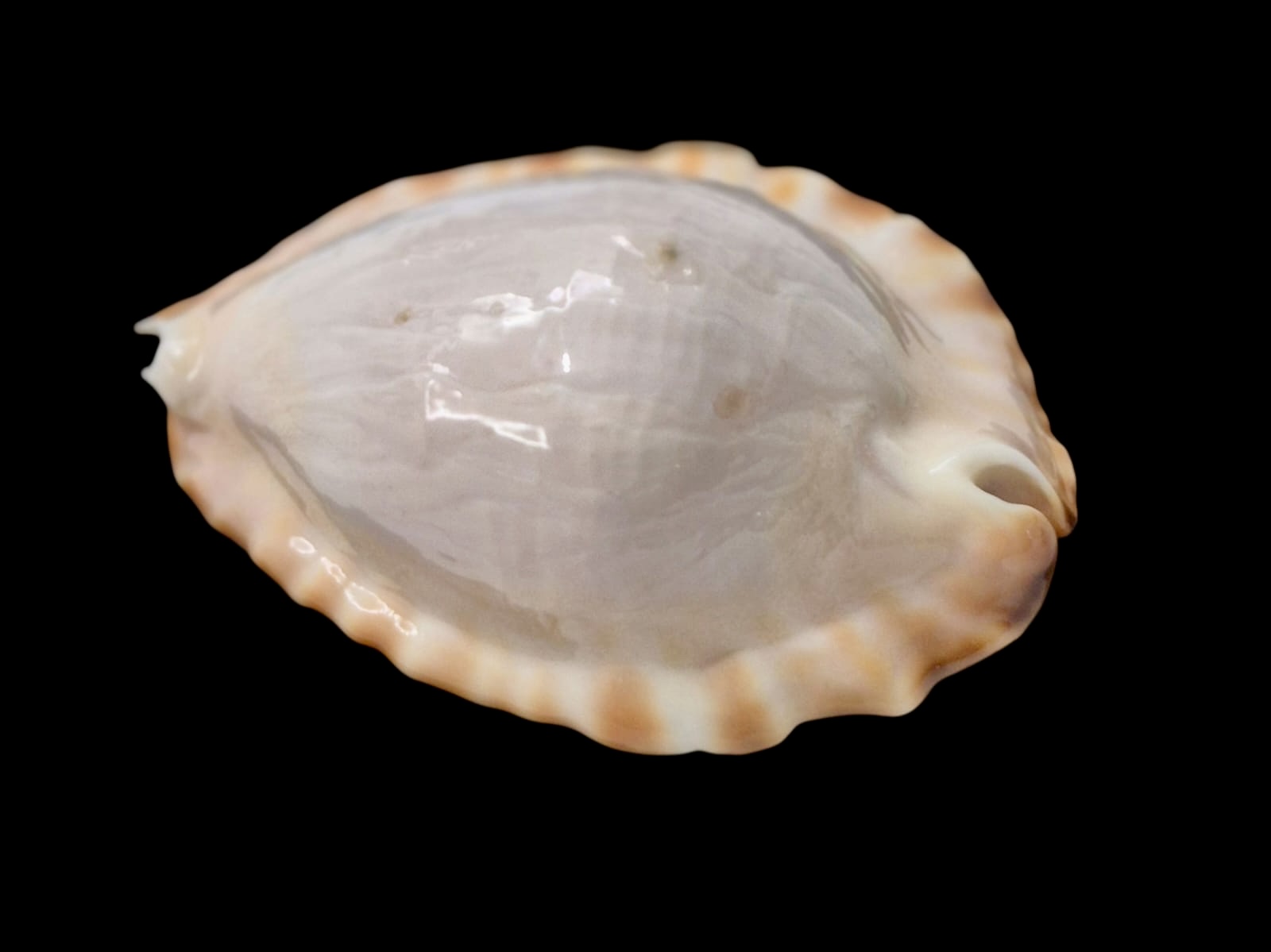 BC46 Zoila ketyana hypermarginata BIG SHELL - Image 3