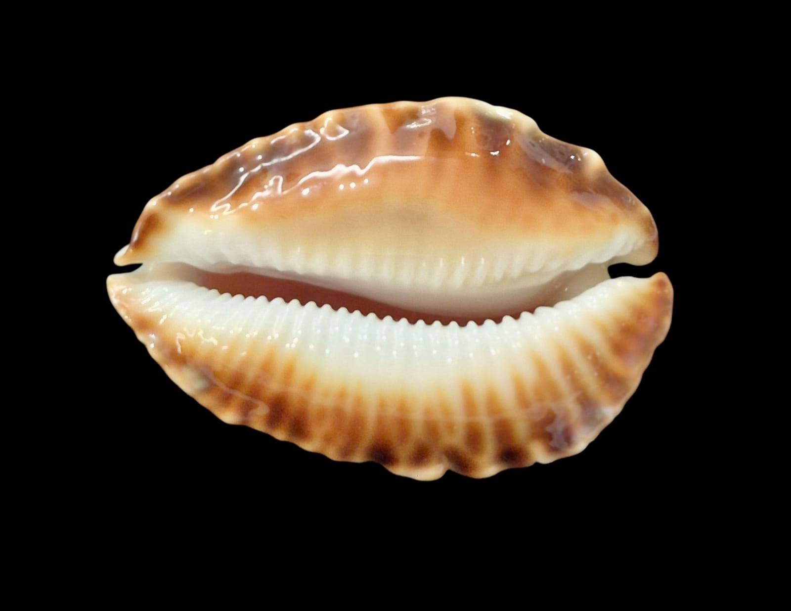 BC46 Zoila ketyana hypermarginata BIG SHELL - Image 4