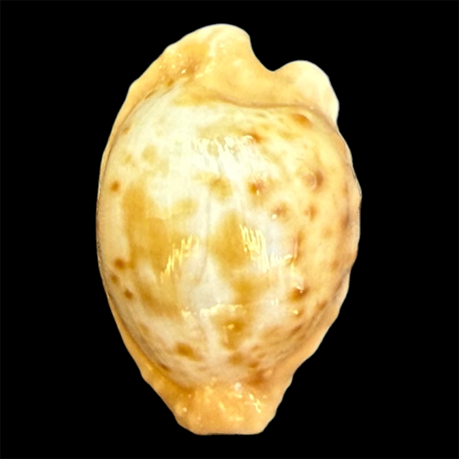 BC101 Cypraeovula coronata gloriosa