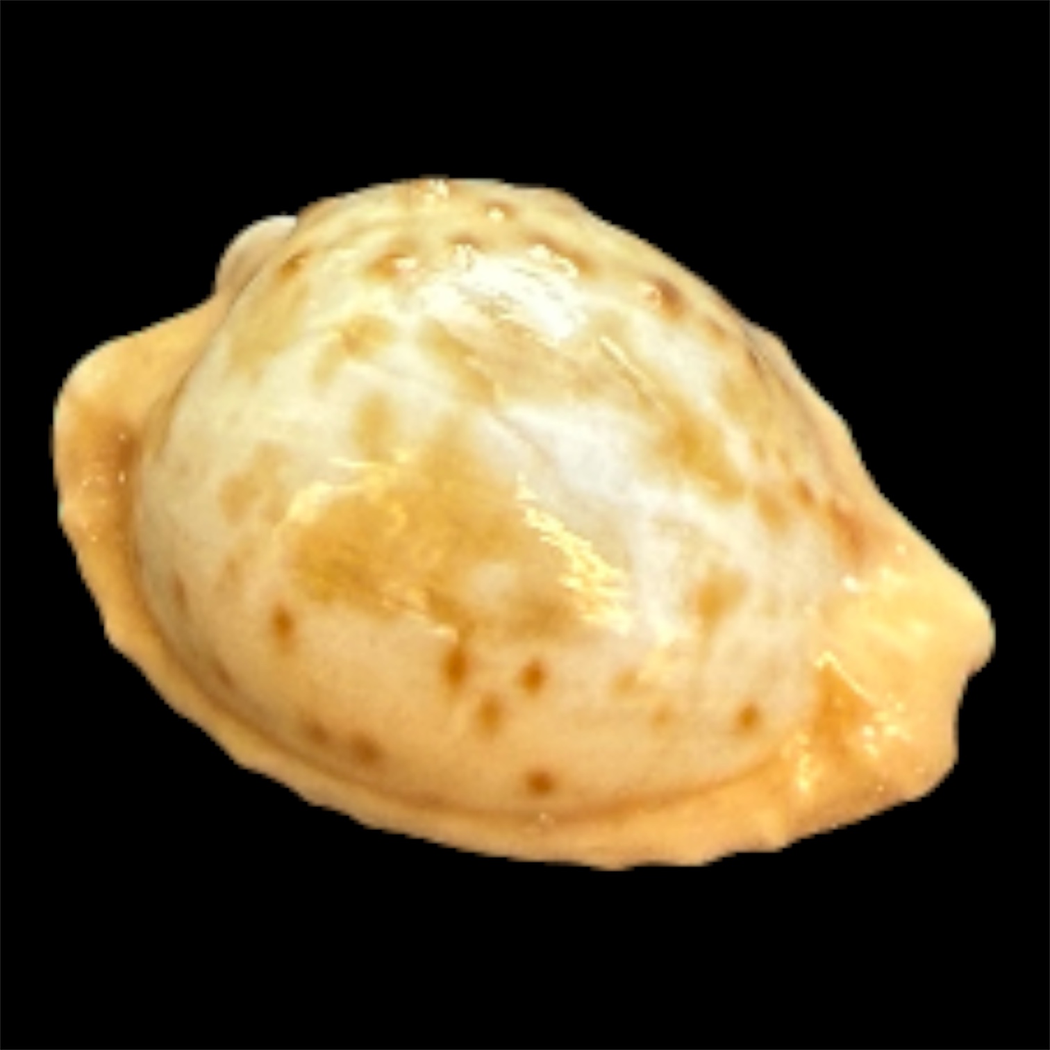 BC101 Cypraeovula coronata gloriosa - Image 2