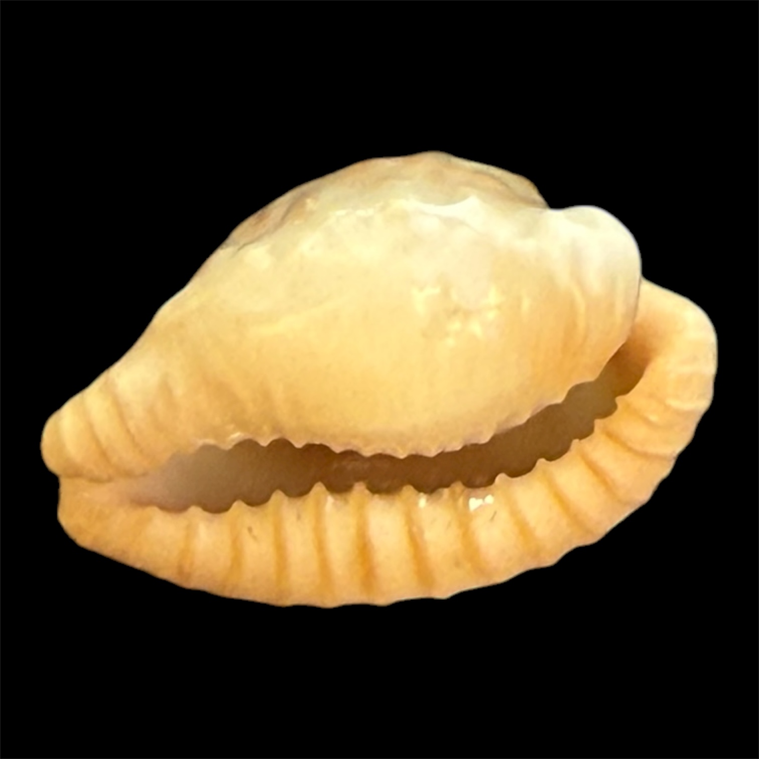 BC101 Cypraeovula coronata gloriosa - Image 4