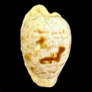 BC102 Cypraeovula coronata gabriellii THE REAL ONE!