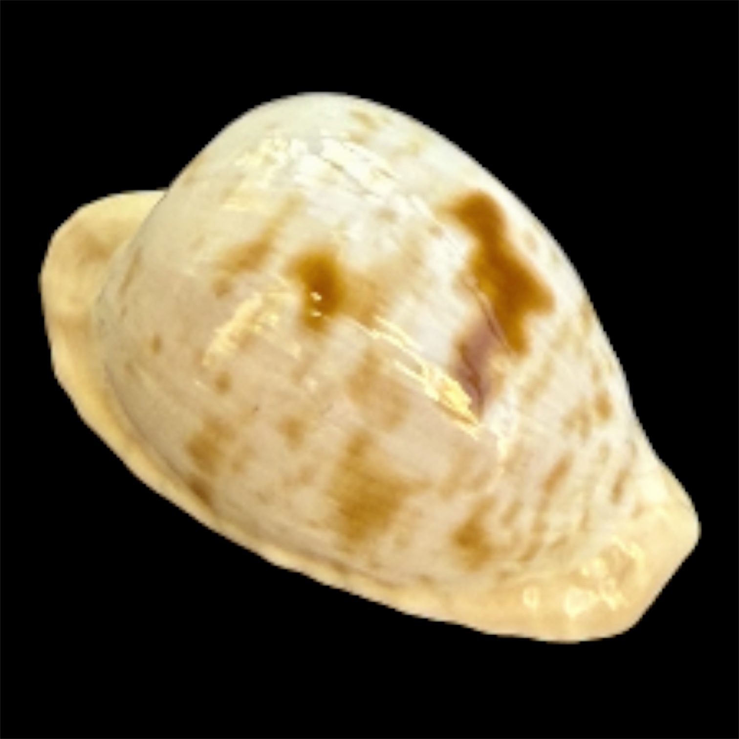 BC102 Cypraeovula coronata gabriellii THE REAL ONE! - Image 2