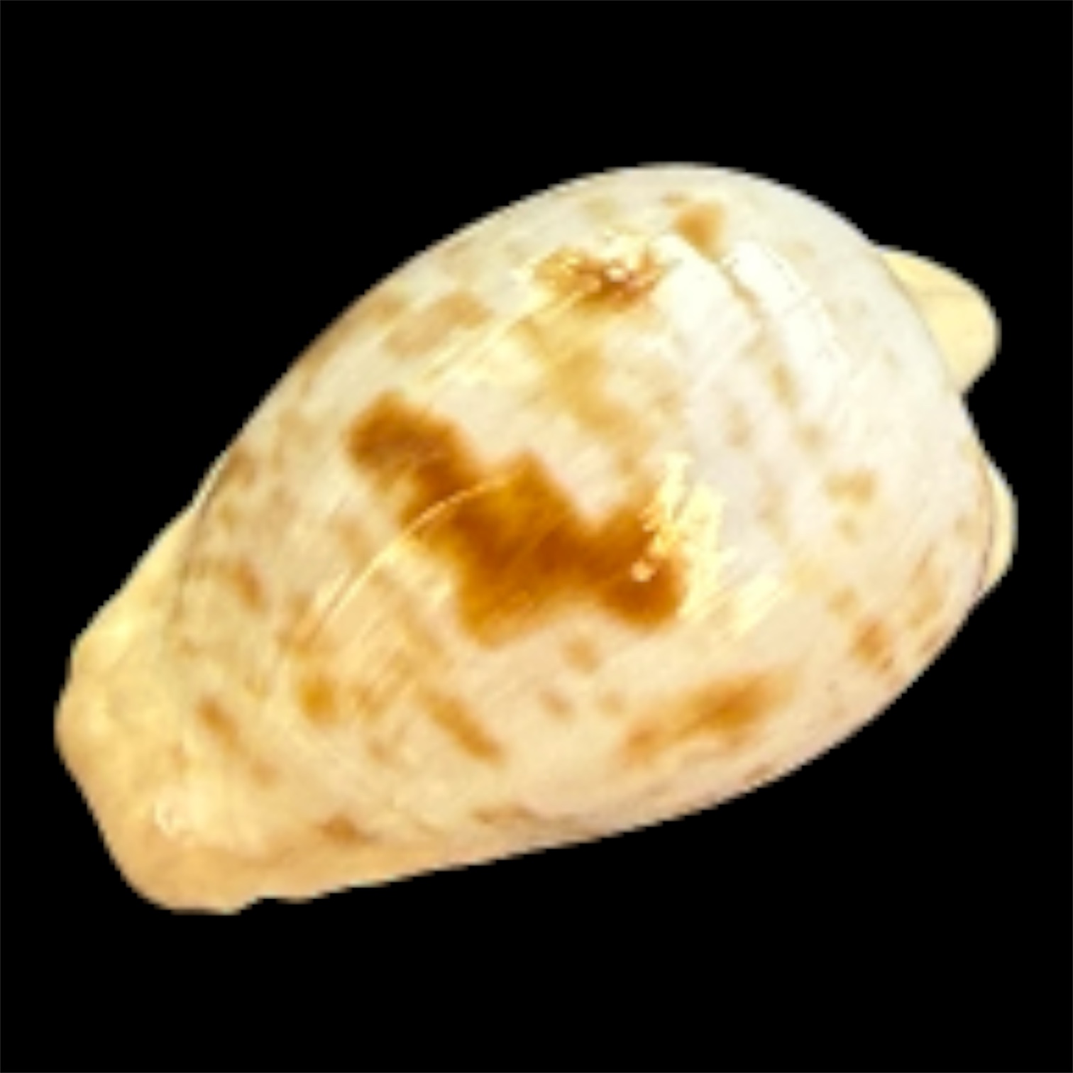 BC102 Cypraeovula coronata gabriellii THE REAL ONE! - Image 3