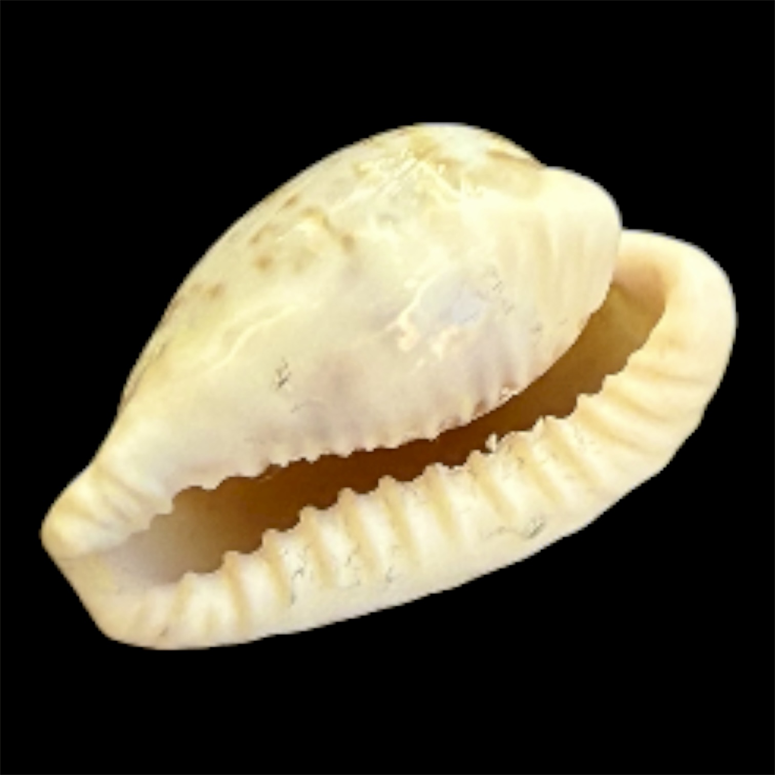 BC102 Cypraeovula coronata gabriellii THE REAL ONE! - Image 4