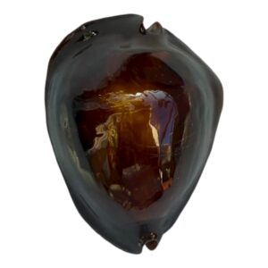 BC103 Zoila rosselli satiata BERNIER