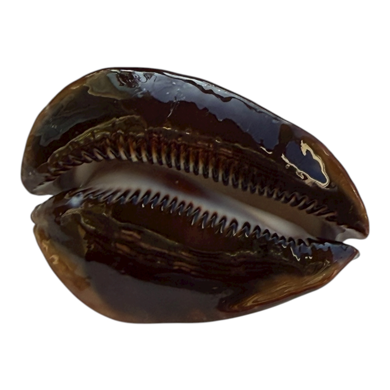 BC103 Zoila rosselli satiata BERNIER - Image 4