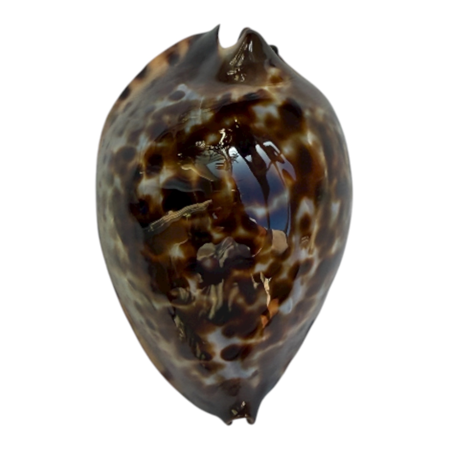 BC104 Zoila jeaniana sherylae SUPER