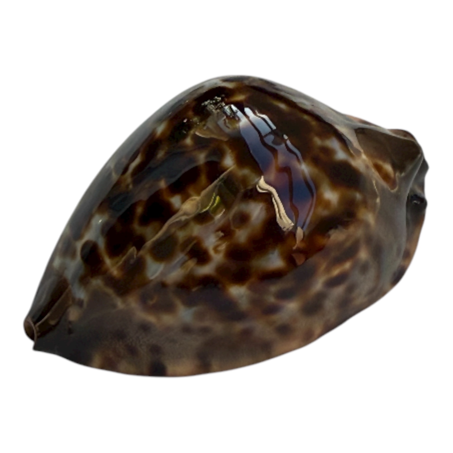 BC104 Zoila jeaniana sherylae SUPER - Image 3