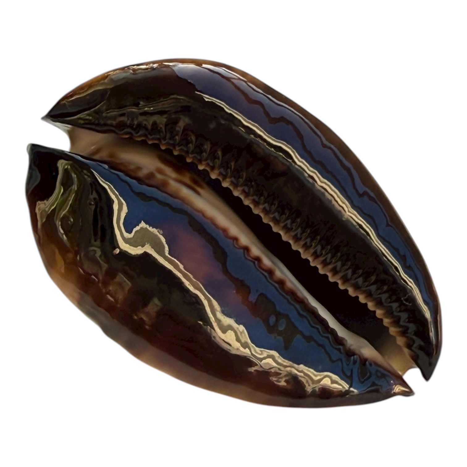 BC104 Zoila jeaniana sherylae SUPER - Image 4