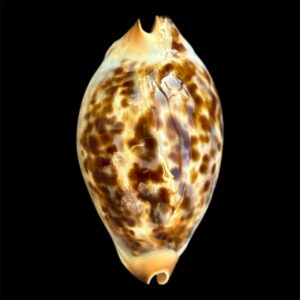 BC106 Zoila jeaniana praeclara or thalamega?