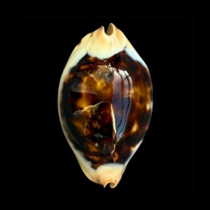 BC108 Zoila jeaniana praeclara - TOP SHELL