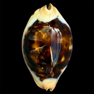 BC108 Zoila jeaniana praeclara TOP SHELL