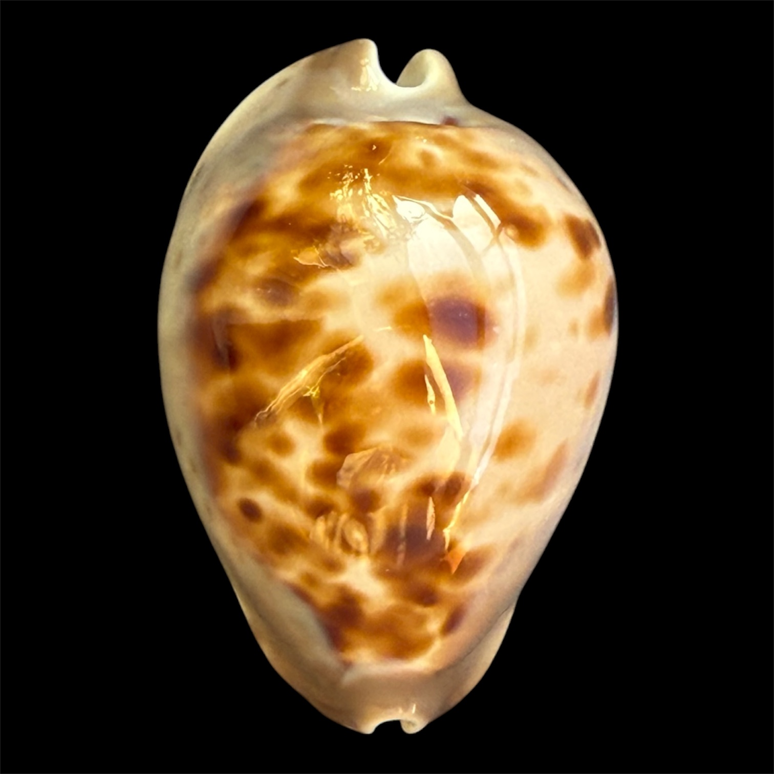 BC110 Zoila venusta roseopunctata