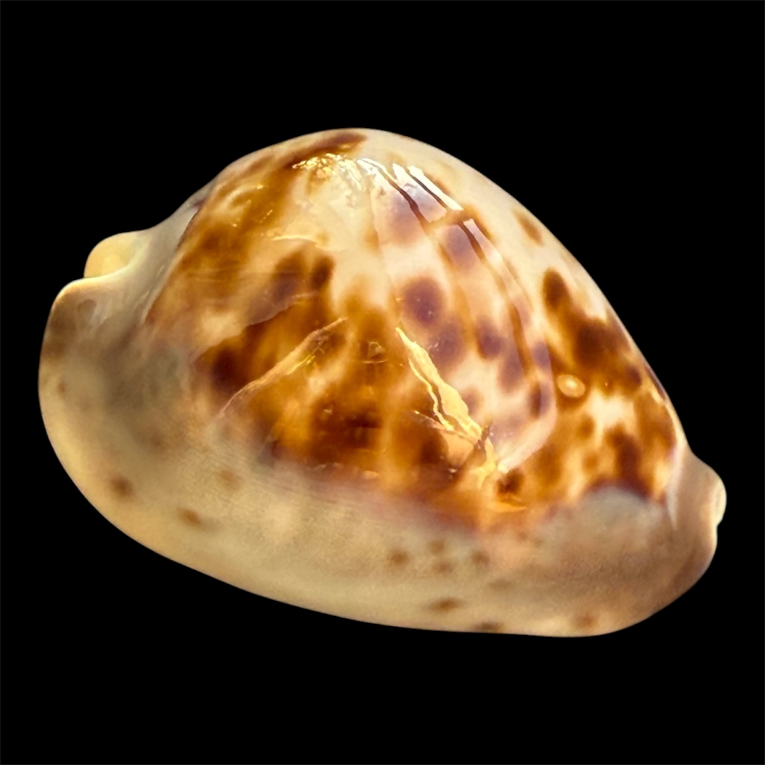 BC110 Zoila venusta roseopunctata - Image 2