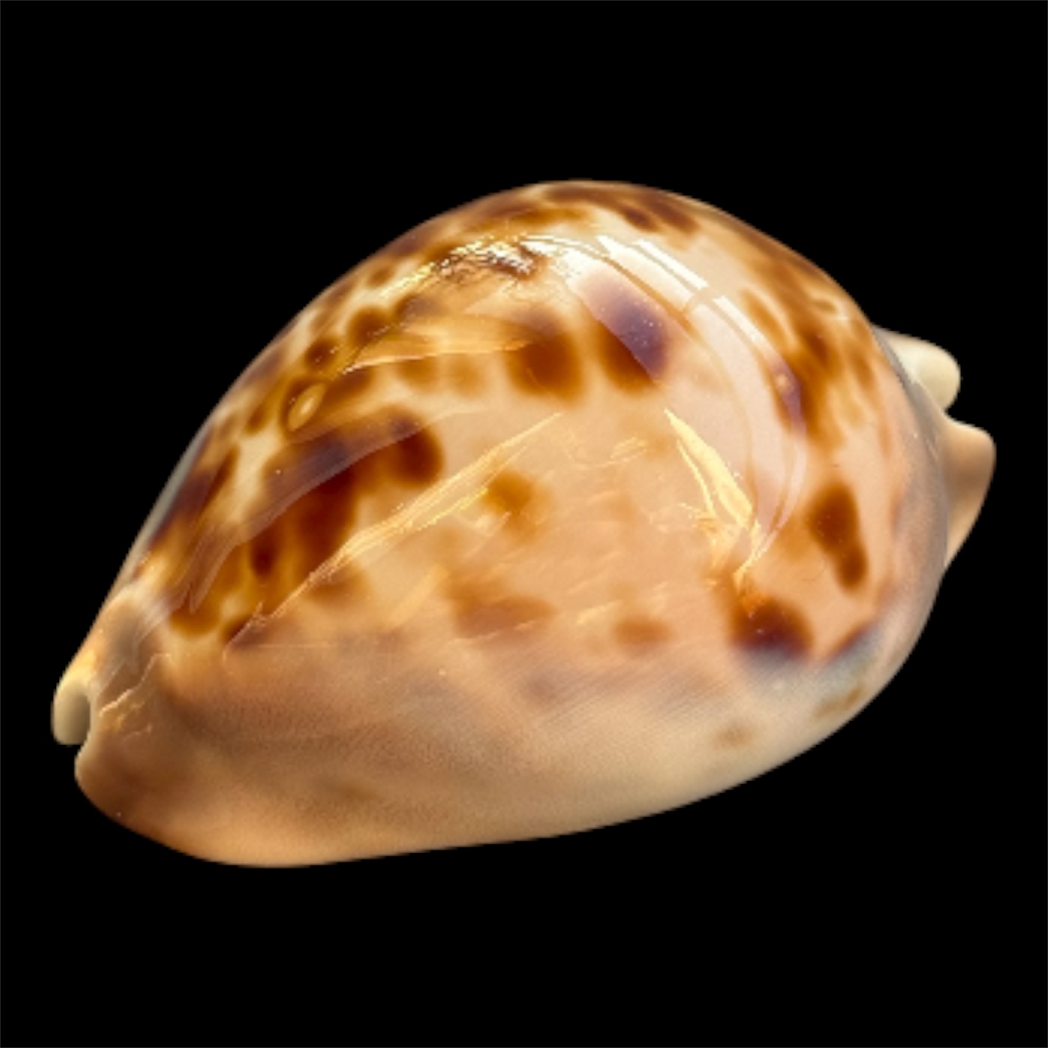 BC110 Zoila venusta roseopunctata - Image 3