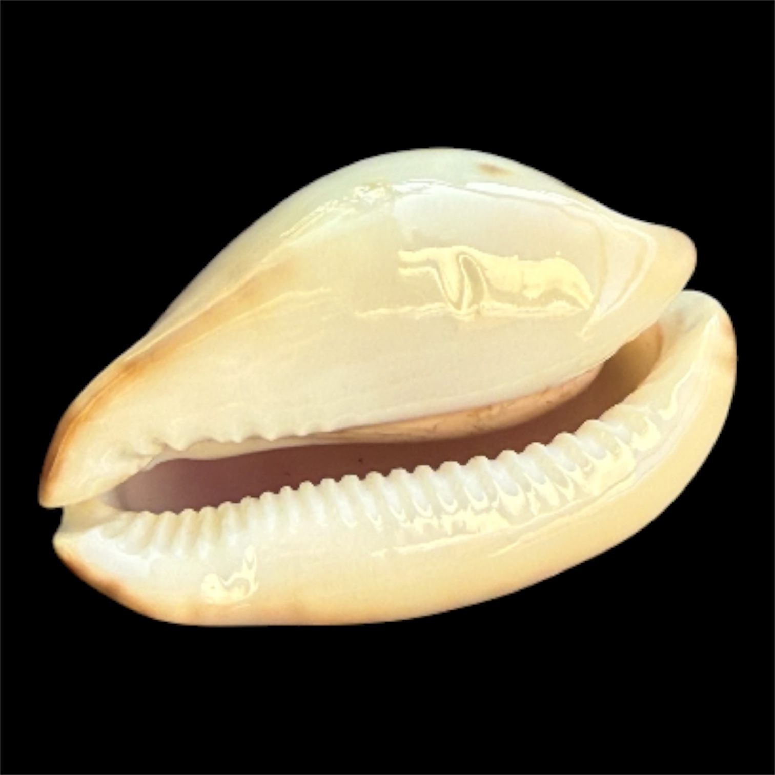 BC110 Zoila venusta roseopunctata - Image 4