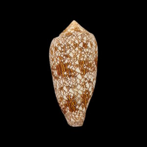 BC115 Conus textile - HUGE