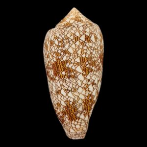 BC115 Conus textile HUGE