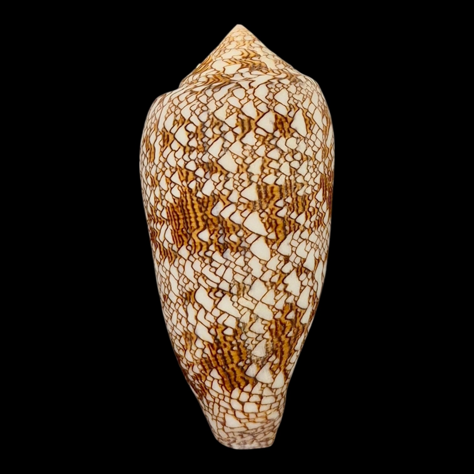 BC115 Conus textile HUGE