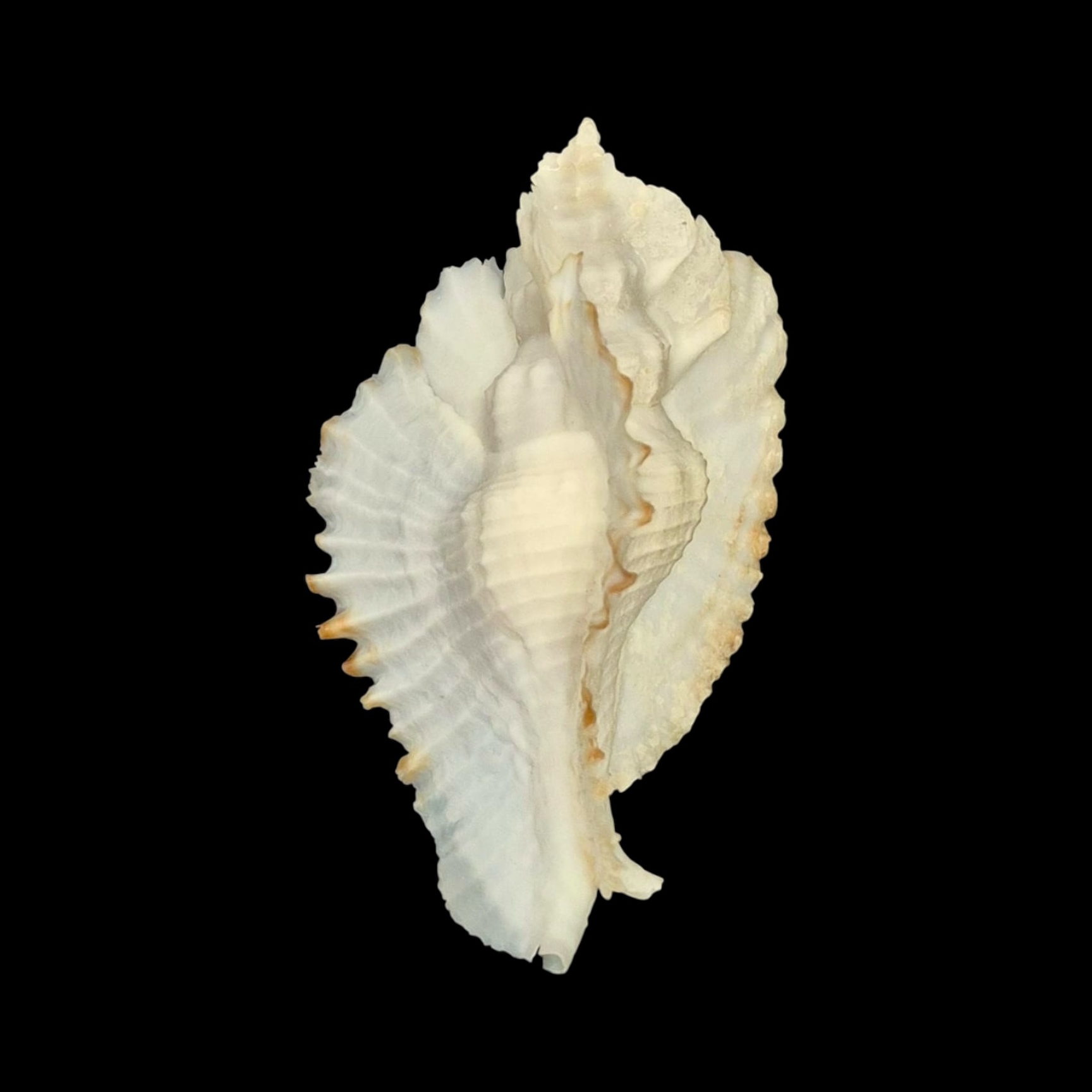 BC116 Timbellus bednalli w/o - TOP SHELL