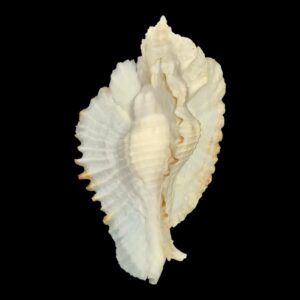 BC116 Timbellus bednalli TOP SHELL