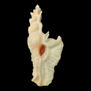 BC117 Pterynotus elongatus BIG