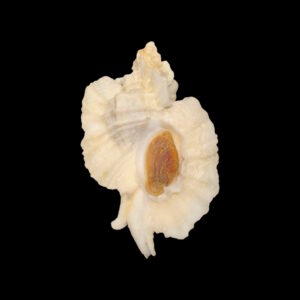 BC118 Ceratostoma foliatum w/o - BIG SIZE