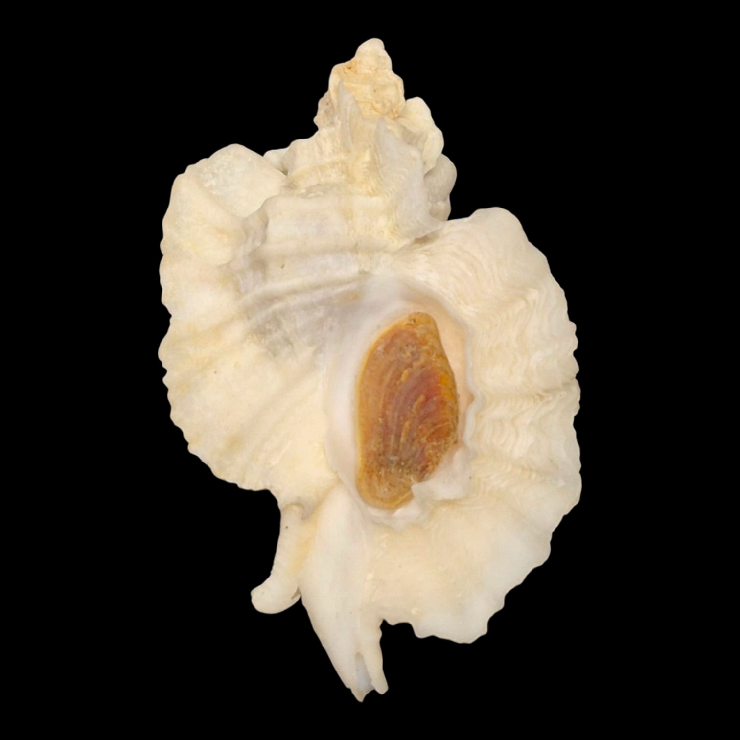 BC118 Ceratostoma foliatum w/o