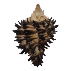 BC119 Muricanthus strausi VERY RARE!