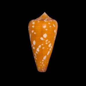 BC120 Conus crocatus w/o - SELECTED