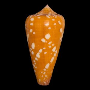 BC120 Conus crocatus w/o