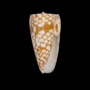 BC121 Conus cordigera w/o - BIG SIZE
