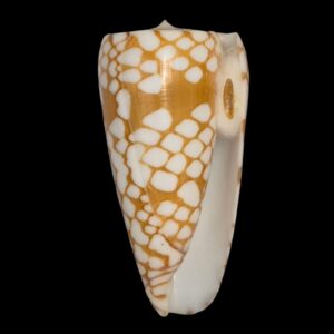 BC121 Conus cordigera BIG w/o
