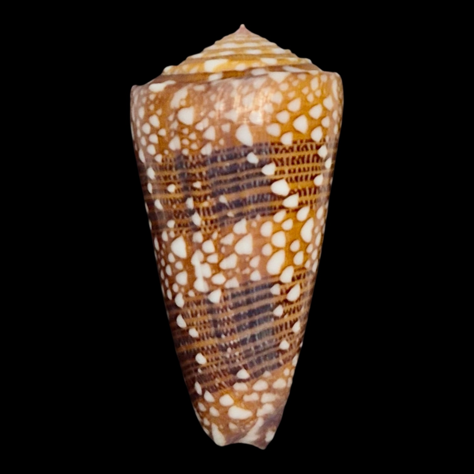 BC122 Conus nobilis victor w/o