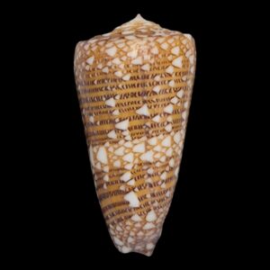 BC123 Conus yaelae w/o