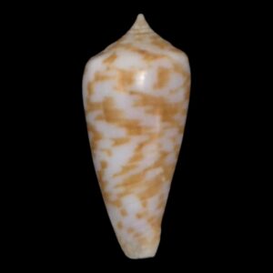 BC124 Conus irwansyahi w/o