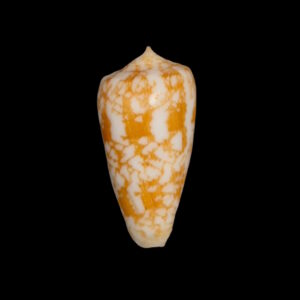 BC125 Conus wittigi w/o