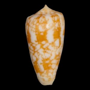 BC125 Conus wittigi w/o