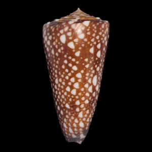 BC126 Conus abbai w/o