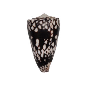 BC127 Conus nocturnus w/o - LARGE