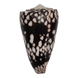 BC127 Conus nocturnus w/o