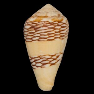 BC128 Conus mercator HUGE!!